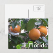 Carte postale Oranges (Devant / Derrière)