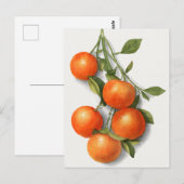 Carte Postale Oranges (Calamondien) Aquarelle de fruits Peinture (Devant / Derrière)