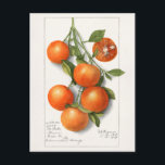 Carte Postale Oranges (Calamondienne) Peinture à l'aquarelle de<br><div class="desc">Oranges (Calamondian) (1919) par Deborah Griscom Passmore.</div>