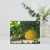 Carte Postale Oranges dans la orangeraie de Valence (Debout devant)
