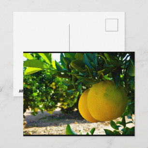 Carte Postale Oranges dans la orangeraie de Valence