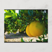 Carte Postale Oranges dans la orangeraie de Valence (Devant)