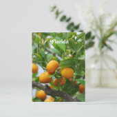 Carte Postale Oranges de Floride (Debout devant)