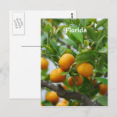 Carte Postale Oranges de Floride (Devant / Derrière)
