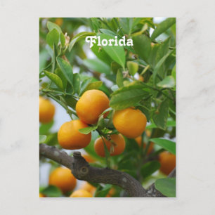 Carte Postale Oranges de Floride