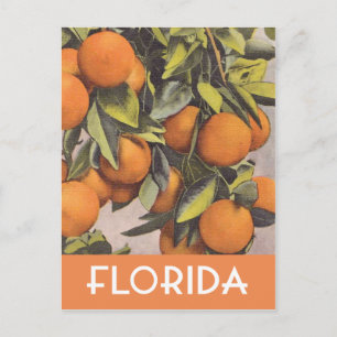 Carte Postale Oranges de Floride illustration vintage