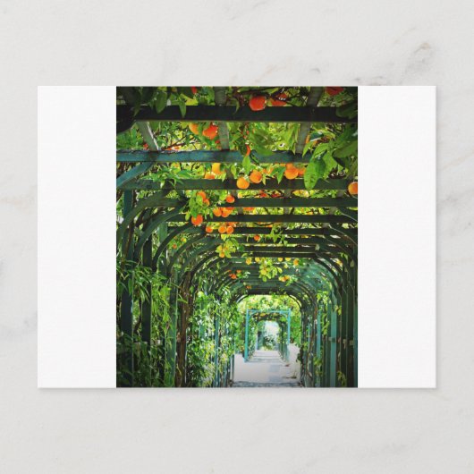 Carte Postale Oranges et citrons jaunes sur treillis vert (Devant)