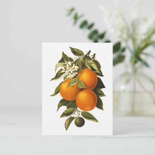 Carte Postale Oranges et Poppies (Debout devant)