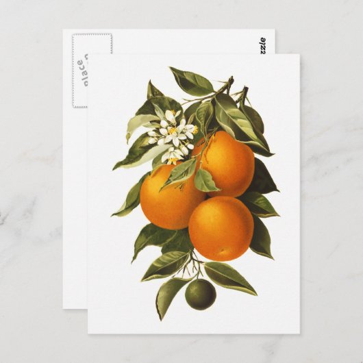 Carte Postale Oranges et Poppies (Devant / Derrière)