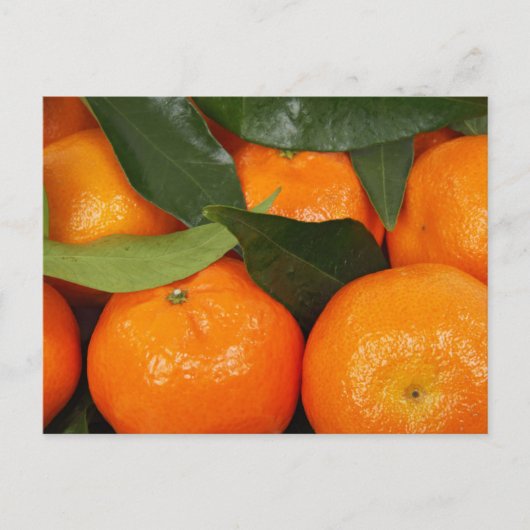 Carte Postale Oranges mandarines (Devant)