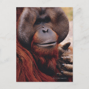 Carte Postale Orangoutan