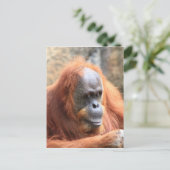 Carte Postale Orangoutan (Debout devant)
