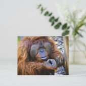 Carte postale Orangoutan (Debout devant)