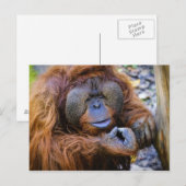 Carte postale Orangoutan (Devant / Derrière)