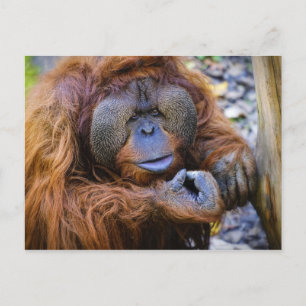 Carte postale Orangoutan