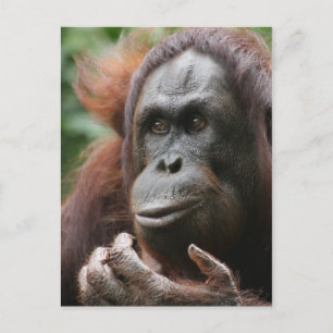 Carte Postale Orangoutan