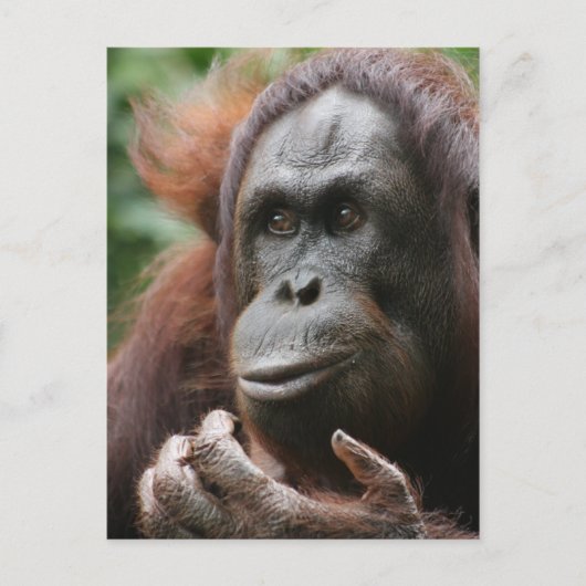 Carte Postale Orangoutan (Devant)