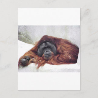 Carte Postale Orangoutan