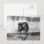 Carte Postale Orangoutan (Devant / Derrière)