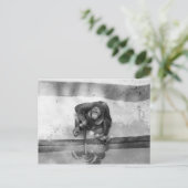 Carte Postale Orangoutan (Debout devant)