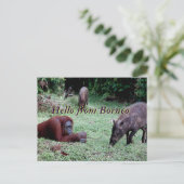 Carte Postale Orangoutan animal Borneo (Debout devant)
