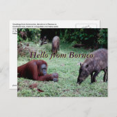 Carte Postale Orangoutan animal Borneo (Devant / Derrière)