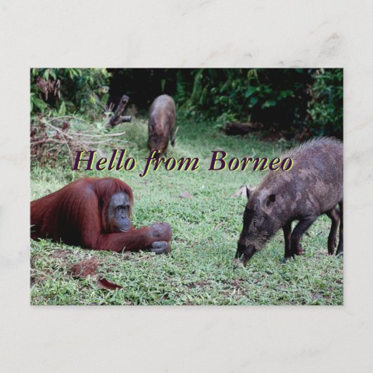 Carte Postale Orangoutan animal Borneo (Devant)