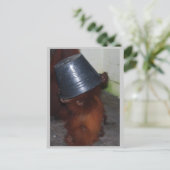 Carte Postale Orangoutan Cacher et rechercher (Debout devant)