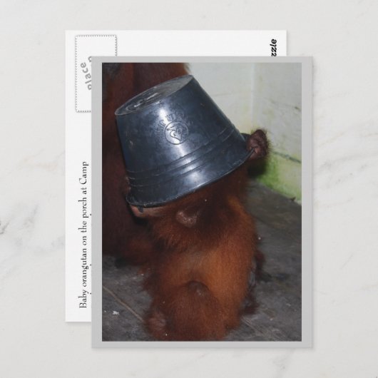 Carte Postale Orangoutan Cacher et rechercher (Devant / Derrière)