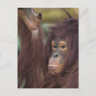 Carte Postale Orangoutan Kayan Jigsaw