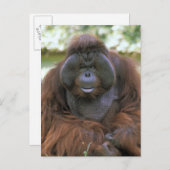 Carte Postale Orangoutan Pongo Pygmaeus (Devant / Derrière)