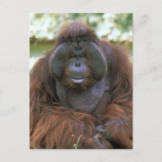 Carte Postale Orangoutan Pongo Pygmaeus (Devant)