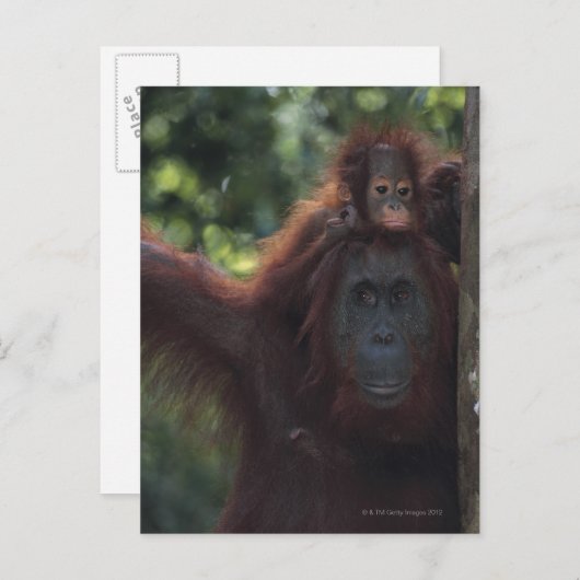 Carte Postale Orangutan (Devant / Derrière)