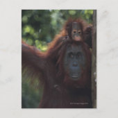 Carte Postale Orangutan (Devant)