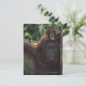 Carte Postale Orangutan (Debout devant)