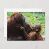 Carte Postale Orangutan (Devant / Derrière)