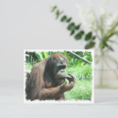 Carte postale Orangutan Ape (Debout devant)