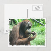 Carte postale Orangutan Ape (Devant / Derrière)