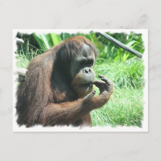 Carte postale Orangutan Ape (Devant)