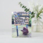 Carte Postale Orangutan au Camp Leakey, île de Bornéo (Debout devant)