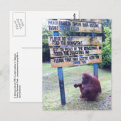 Carte Postale Orangutan au Camp Leakey, île de Bornéo (Devant / Derrière)