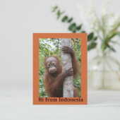 Carte Postale Orangutan Baby Hi d'Indonésie (Debout devant)