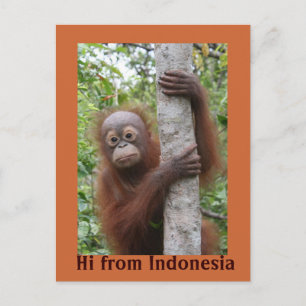 Carte Postale Orangutan Baby Hi d'Indonésie