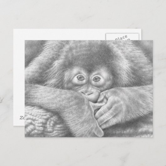 Carte postale Orangutan bébé (Devant / Derrière)