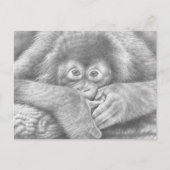 Carte postale Orangutan bébé (Devant)