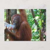 Carte Postale Orangutan Boissons Eau en Forêt (Devant)
