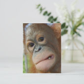 Carte Postale Orangutan Face (Debout devant)