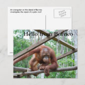 Carte Postale Orangutan Handyman Borneo (Devant / Derrière)