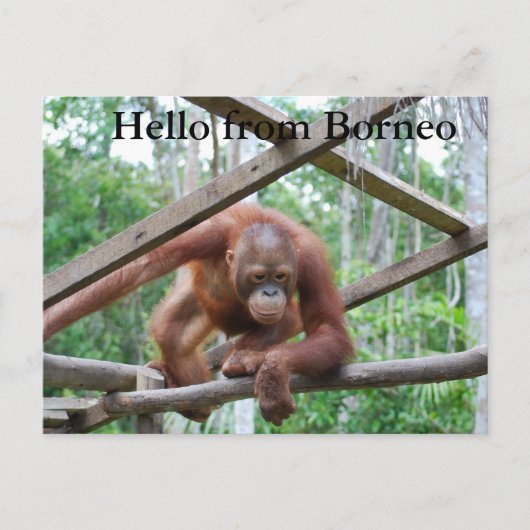 Carte Postale Orangutan Handyman Borneo (Devant)