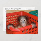 Carte Postale Orangutan infantile en crèche (Devant / Derrière)